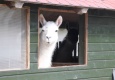 minizoo
