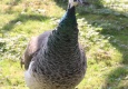 minizoo_1