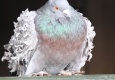 minizoo_2