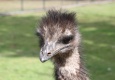 minizoo_3